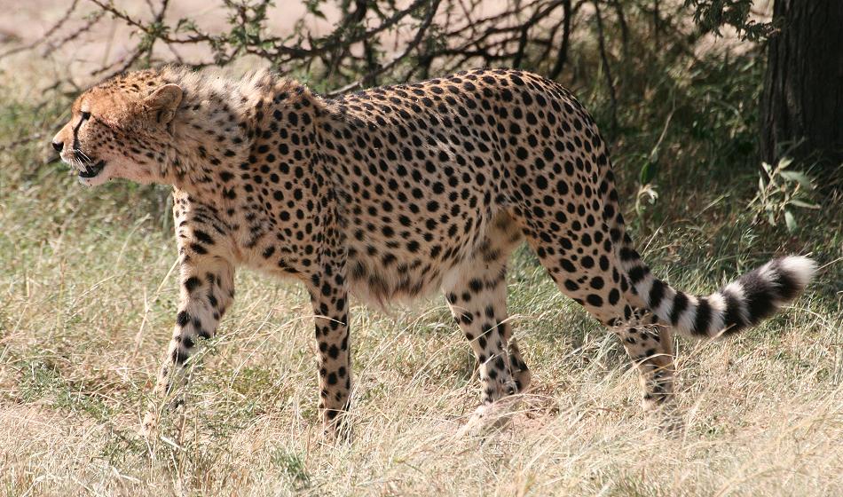 Gepardin Malaika - Masai Mara