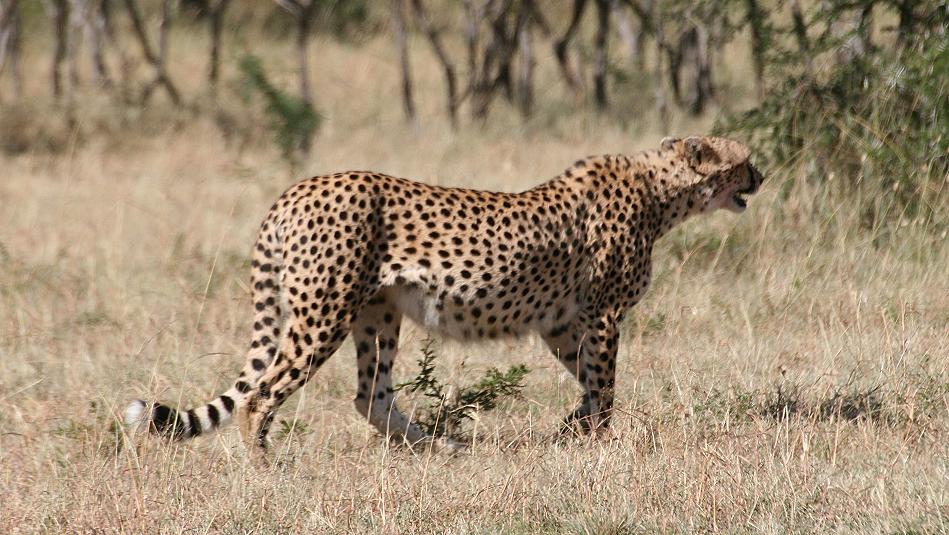 Gepardin Malaika - Masai Mara