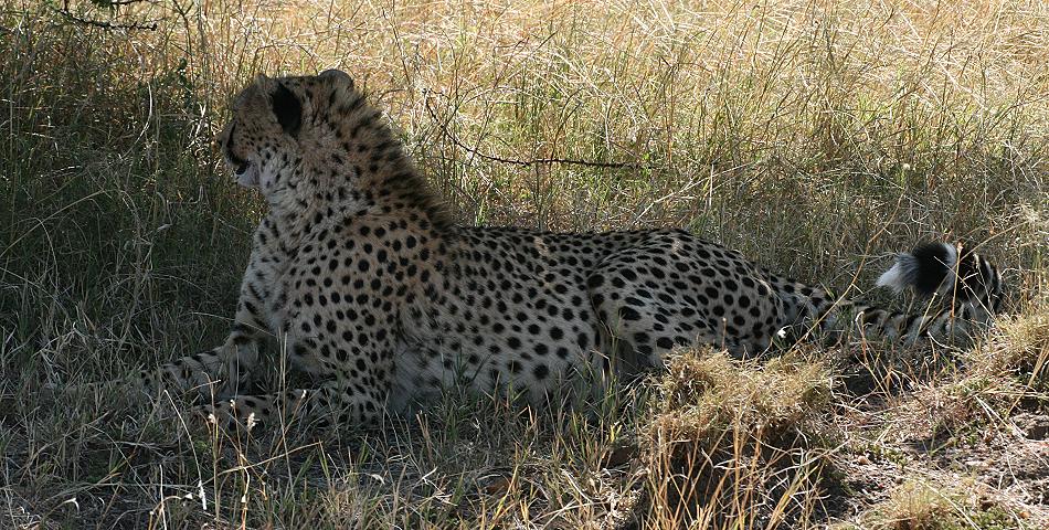 Gepardin Malaika - Masai Mara