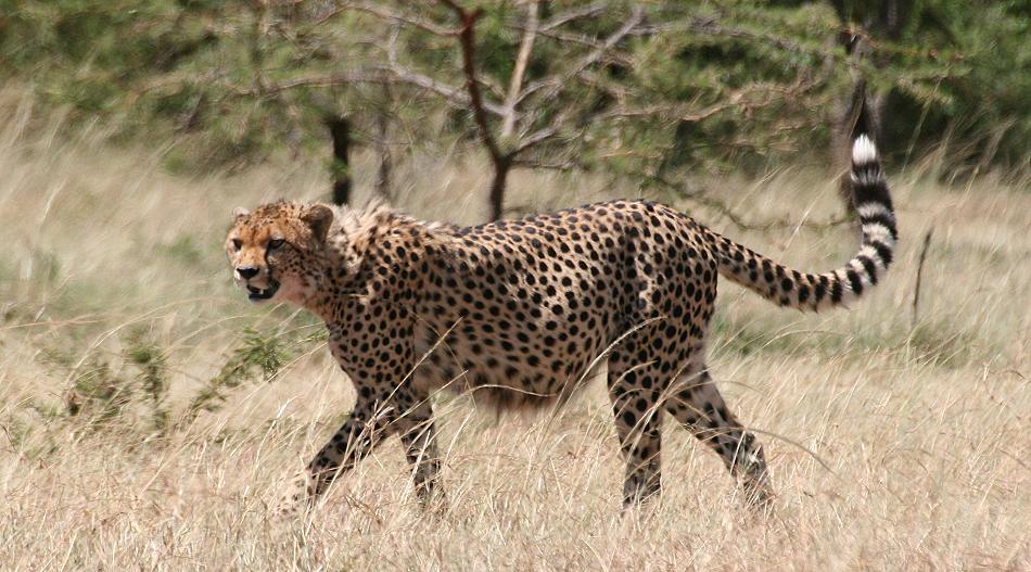 Gepardin Malaika - Masai Mara