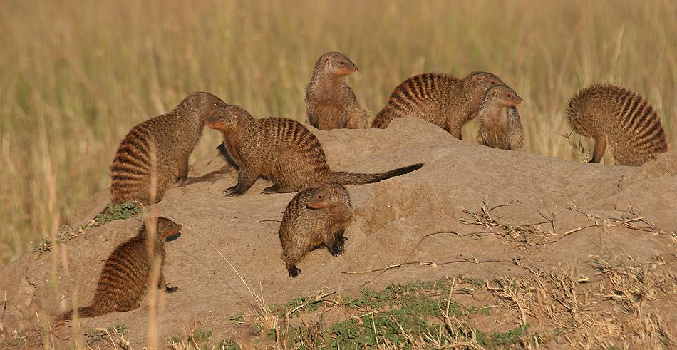 Zebramangusten - Masai Mara