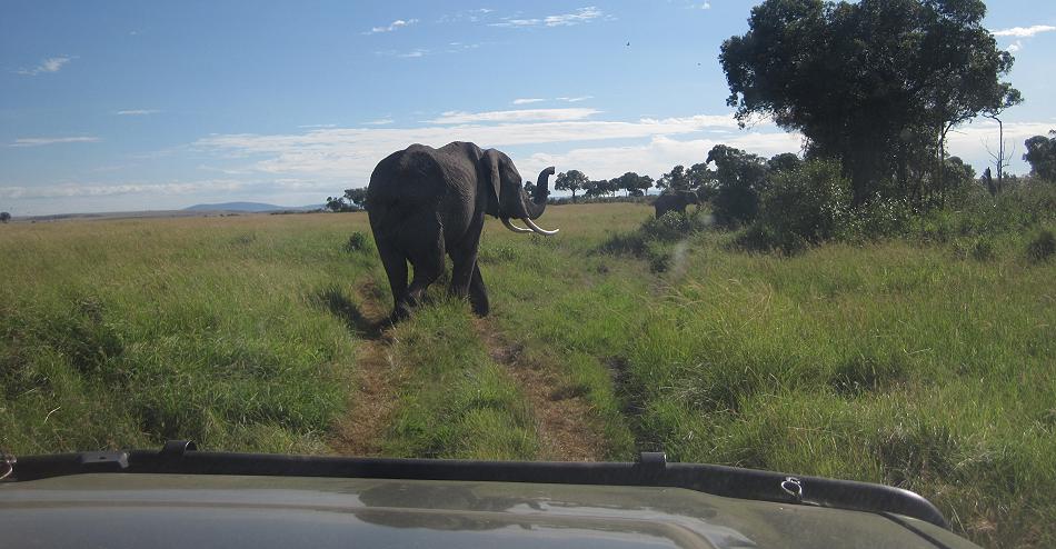 Game Drive - Masai Mara