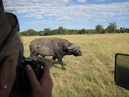 Game Drive - Masai Mara