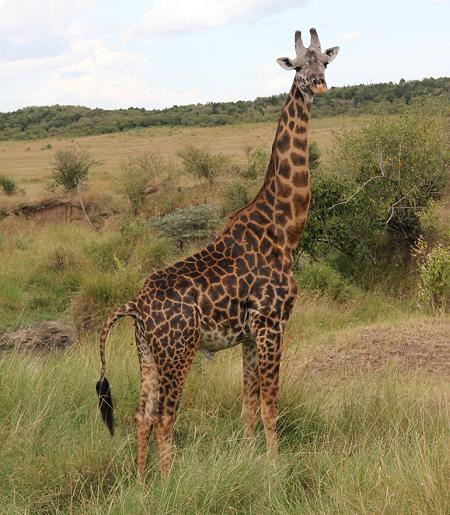 Wildlife am Mara Fluss