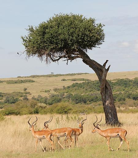 Wildlife am Mara Fluss