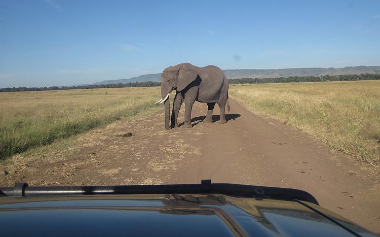 Game Drive - Masai Mara