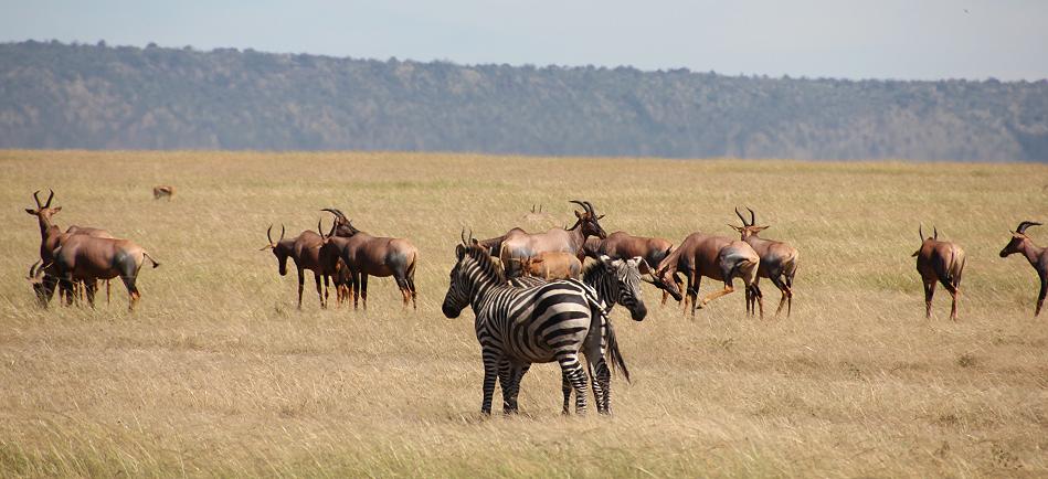 Mara Wildlife