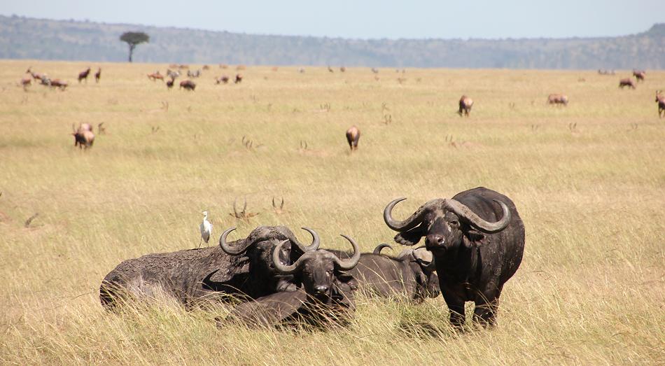 Mara Wildlife