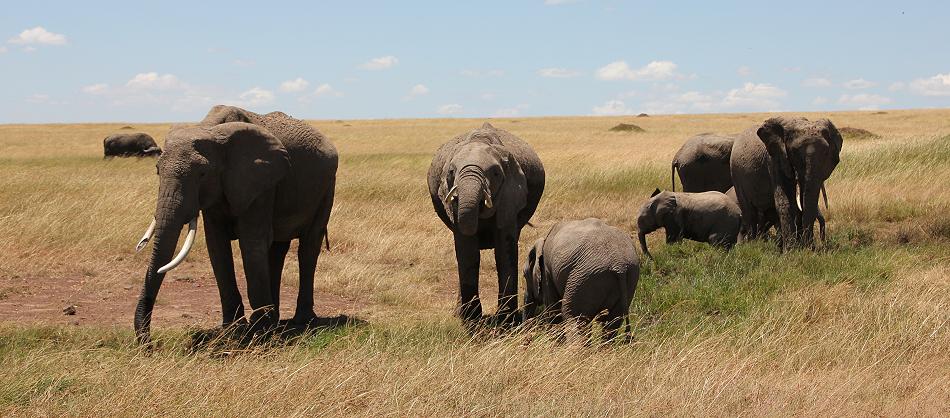 Mara Wildlife