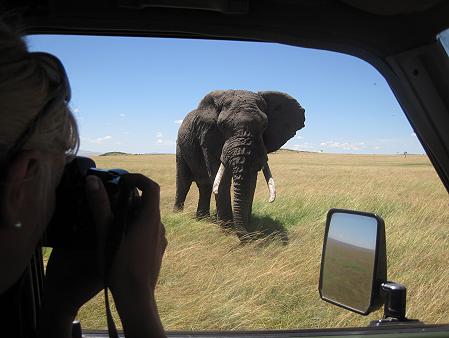 Mara Wildlife