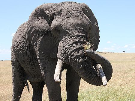Mara Wildlife