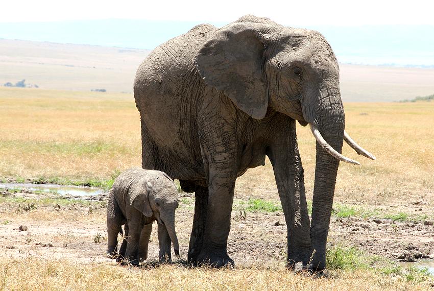 Mara Wildlife