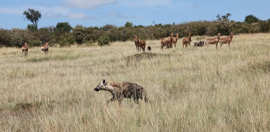 Game Drive - Masai Mara