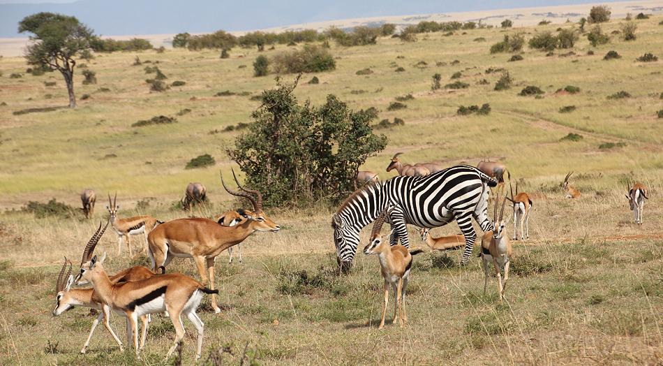 last game - Masai Mara