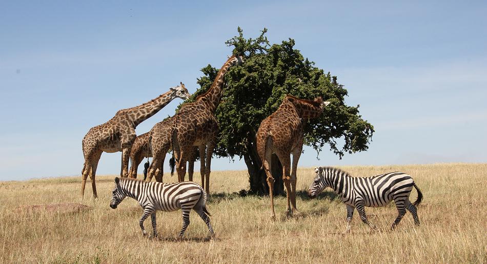 Mara Wildlife