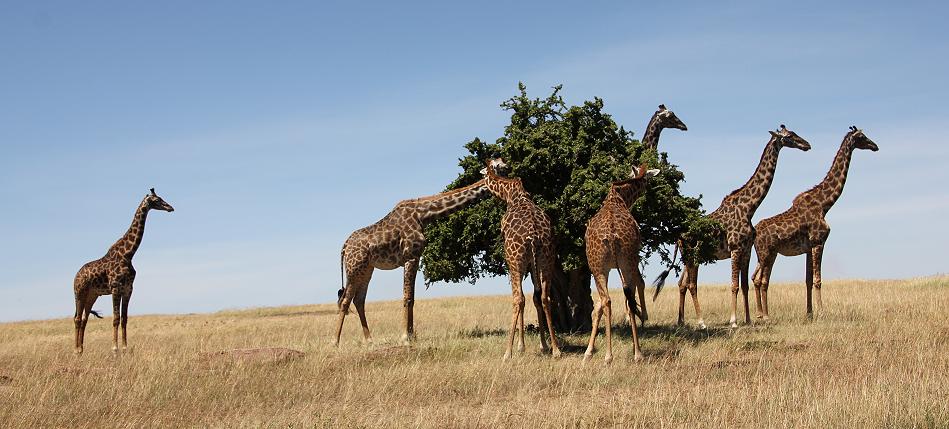 Mara Wildlife