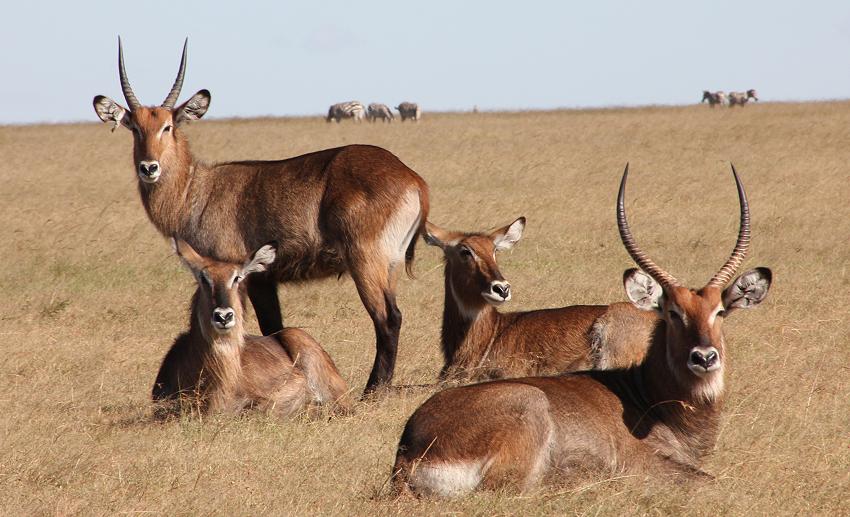Mara Wildlife