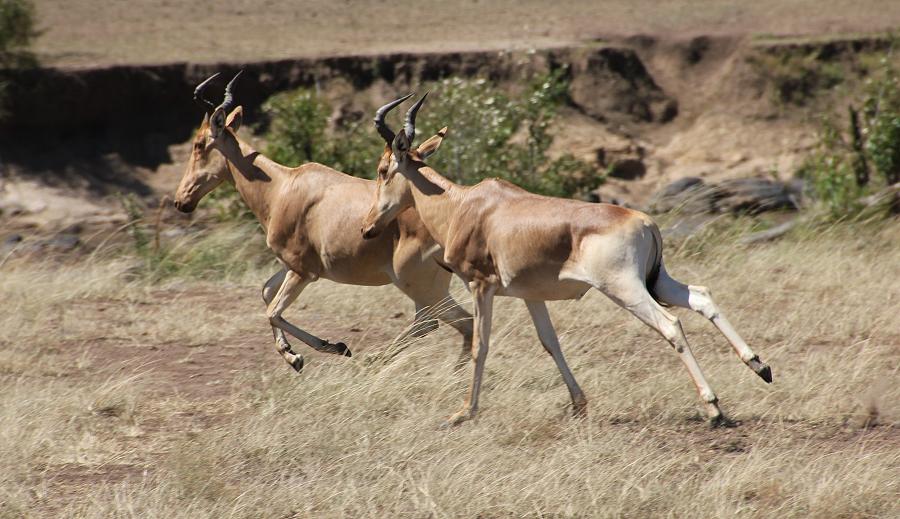 Game Drive - Masai Mara