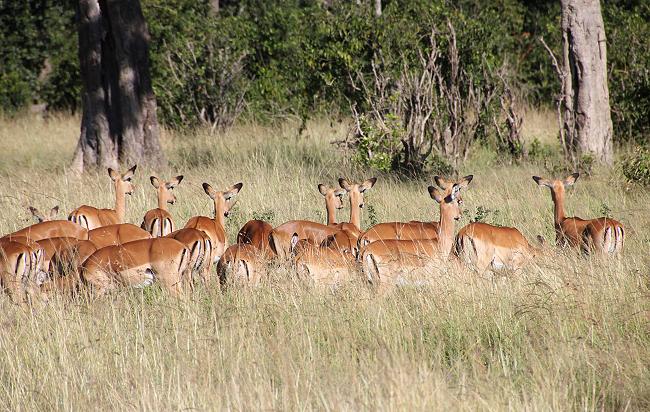 Game Drive - Masai Mara