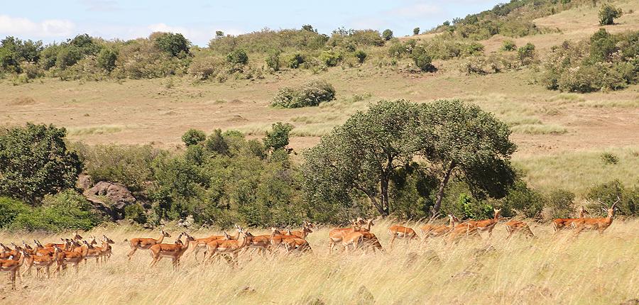 Game Drive - Masai Mara