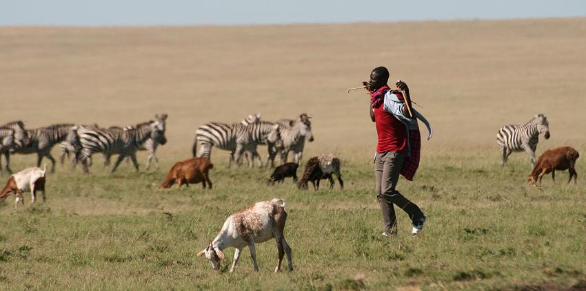 Masai Hirten - Masai Mara