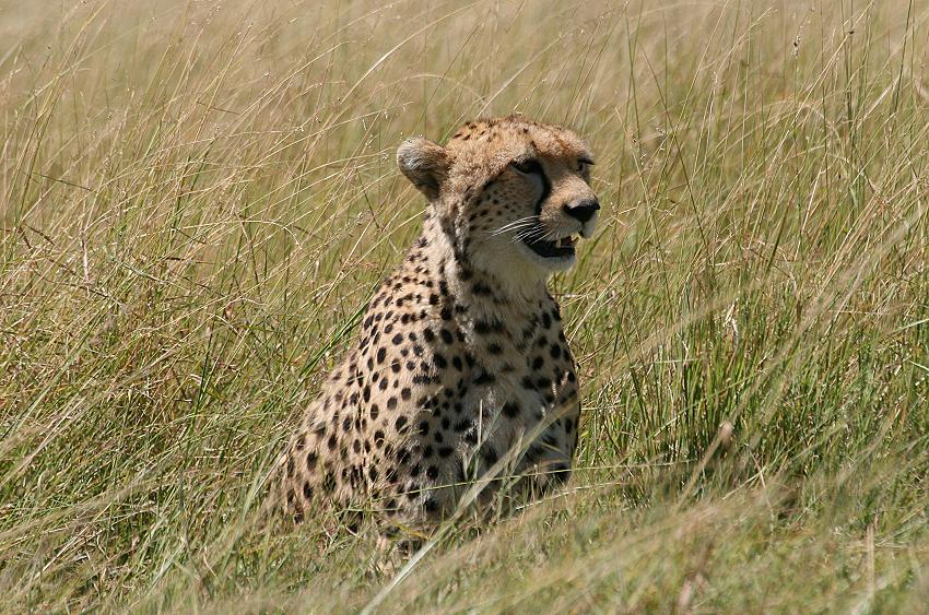 Gepardin Rani - Masai Mara