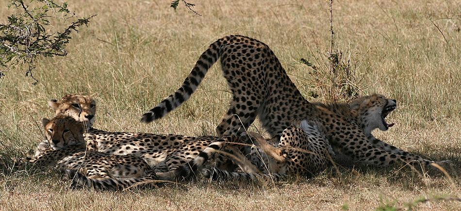 Gepardin Rani - Masai Mara