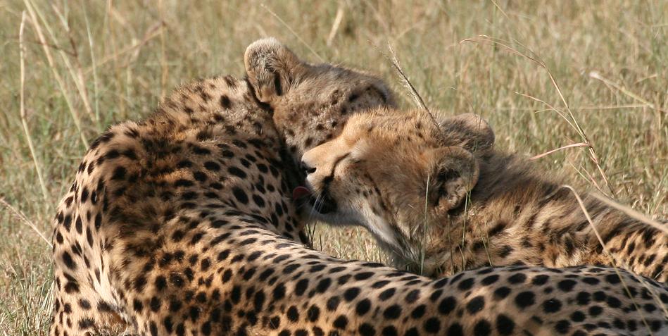 Gepardin Rani - Masai Mara