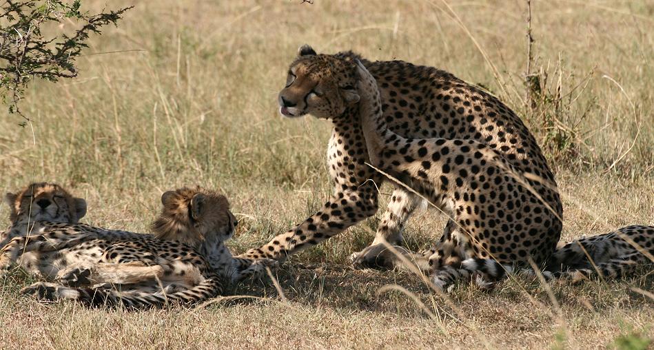 Gepardin Rani - Masai Mara