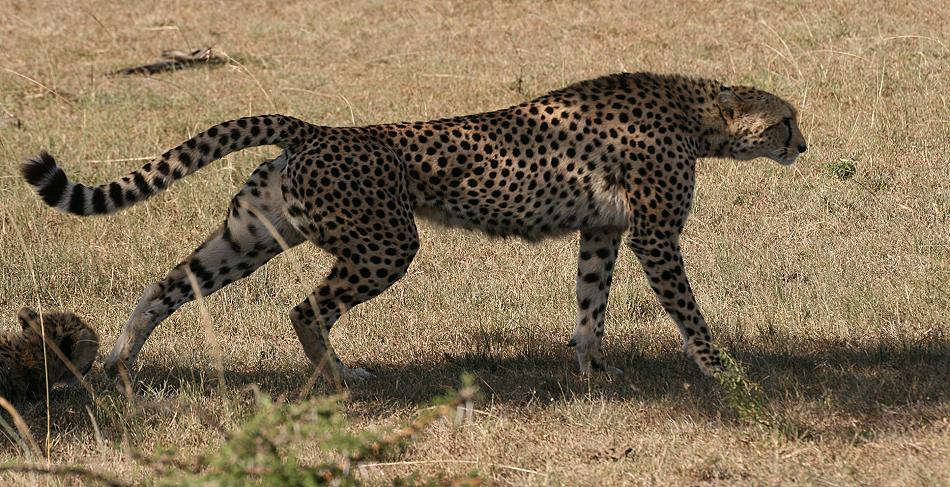 Gepardin Rani - Masai Mara