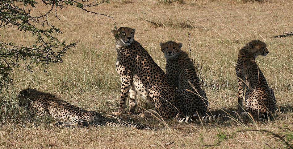 Gepardin Rani - Masai Mara