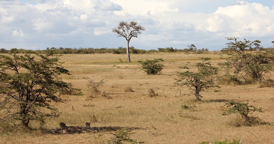 Gepardin Rani - Masai Mara