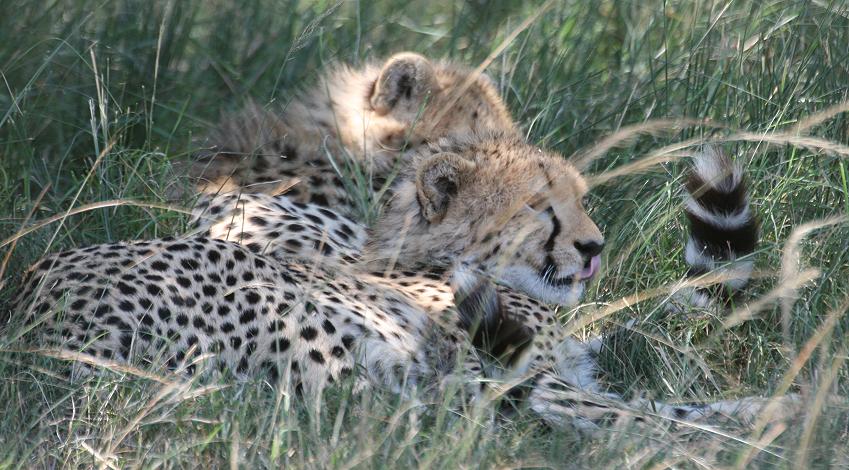 Gepardin Rani - Masai Mara