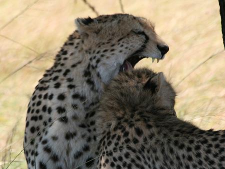 Gepardin Rani - Masai Mara