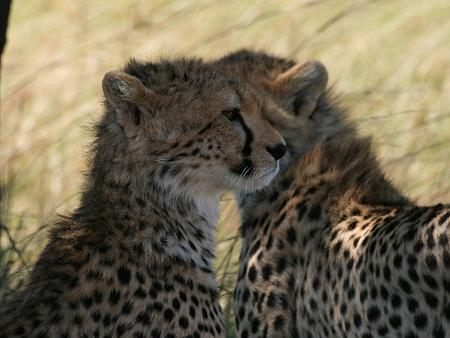 Gepardin Rani - Masai Mara