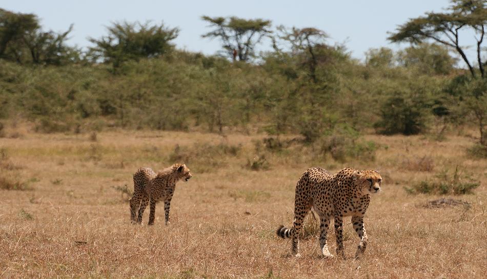 Gepardin Rani - Masai Mara