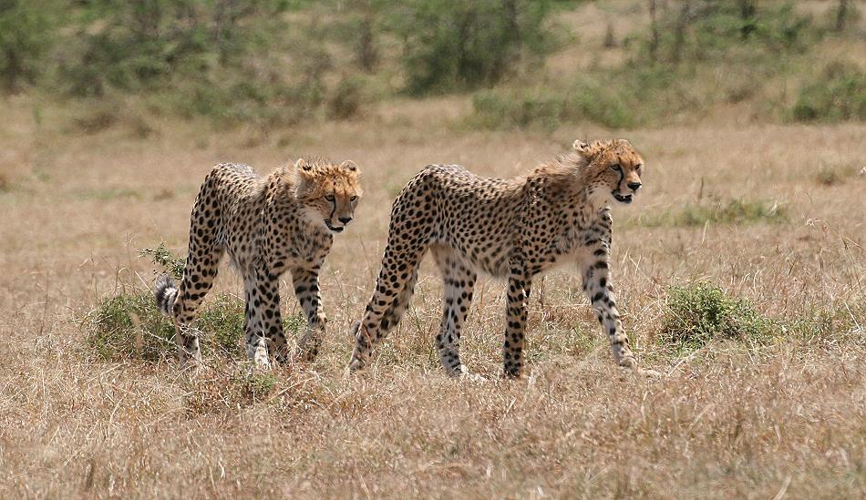 Gepardin Rani - Masai Mara
