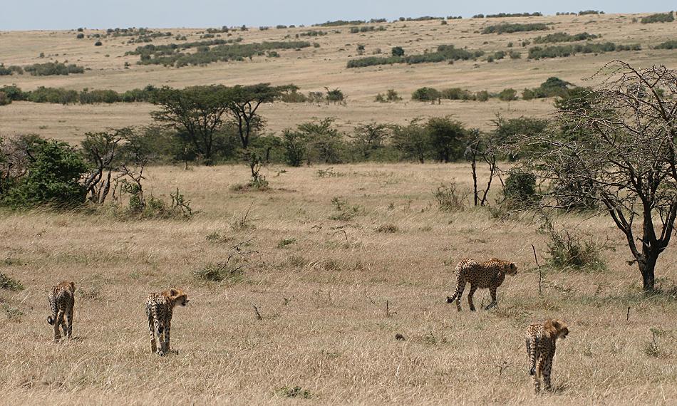 Gepardin Rani - Masai Mara