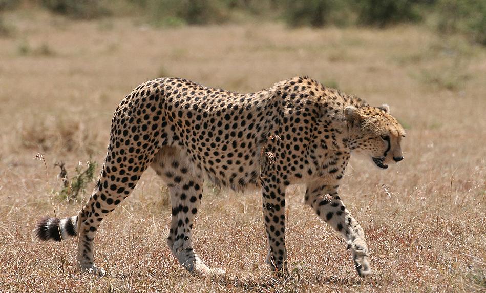 Gepardin Rani - Masai Mara