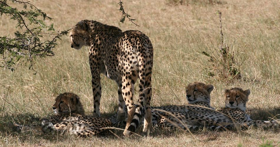 Gepardin Rani - Masai Mara