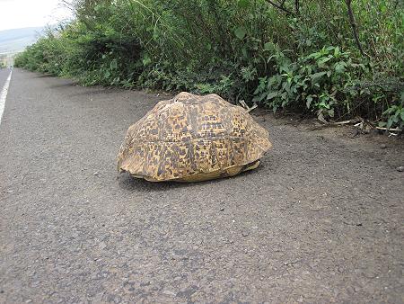 Rettung einer Leopardschildkröte