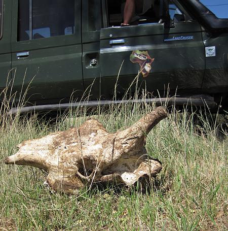 Game Drive - Masai Mara