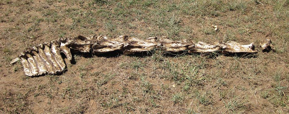 Game Drive - Masai Mara