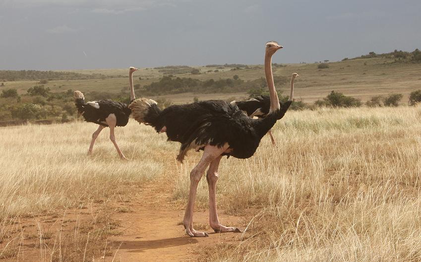 Vogelstrauss - Masai Mara