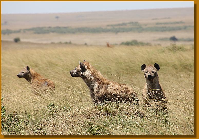 Hyänen - Transmara reservat