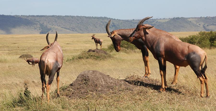 Game Drive - Masai Mara