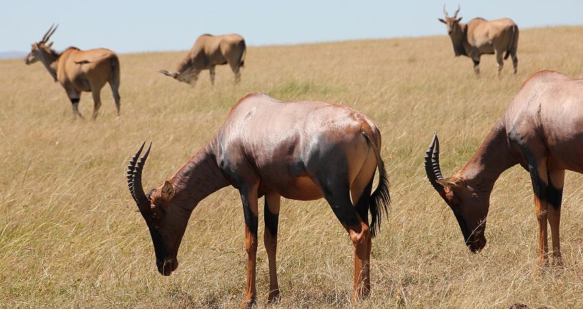 Topis - Masai Mara