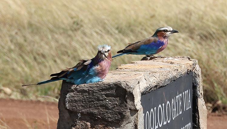 Lilac breasted roller