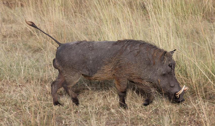 Warzenschwein