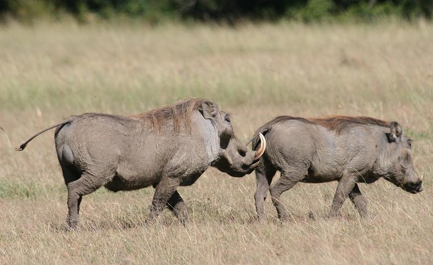Warzenschweine - Masai Mara
